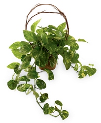 Under the Vine Planter from Visser's Florist and Greenhouses in Anaheim, CA